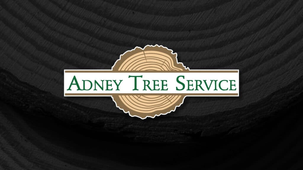 Redwood Bark Beetle What Bay Area Homeowners Should Watch For Schedule Your Free Consultation Adney Tree Service California